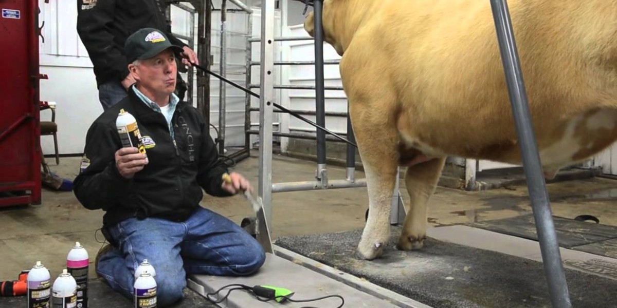 Por qué los agricultores pintan las vacas con spray