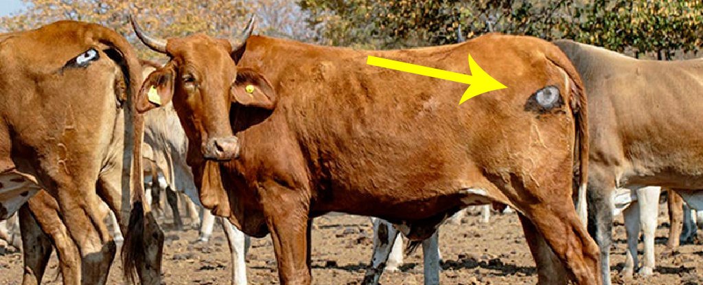 ojos pintados en las vacas